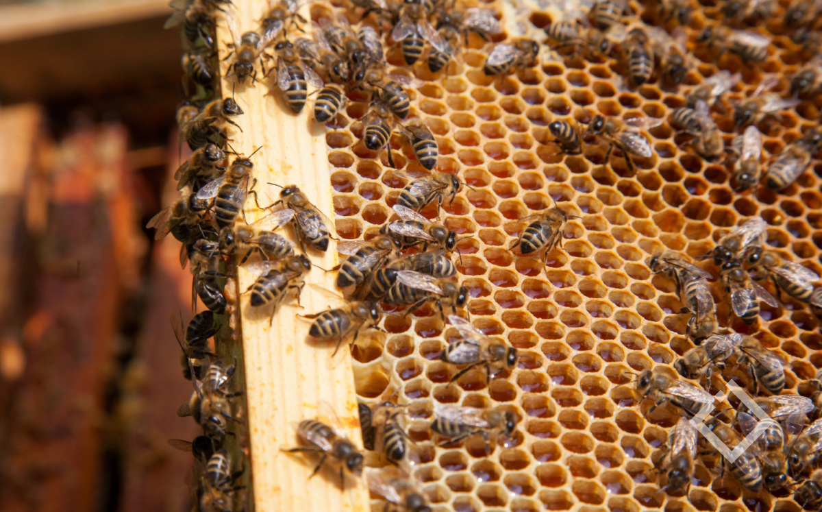 თაფლის სექტორის გამოწვევები