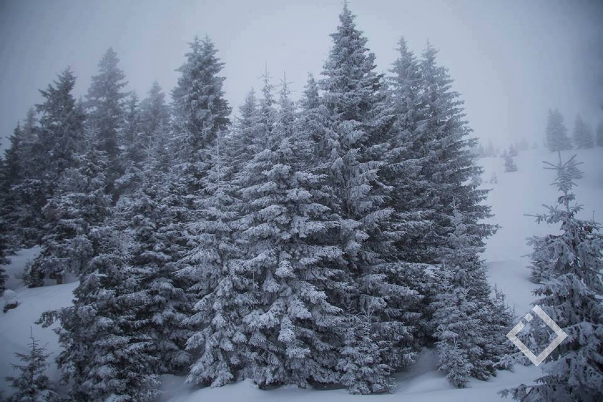 ახალი წლის მოახლოებასთან დაკავშირებით ნაძვის მოჭრაზე კონტროლი მკაცრდება
